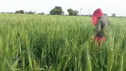 Indian Desi tight video, Desi beautiful girl first time  video, Desi video